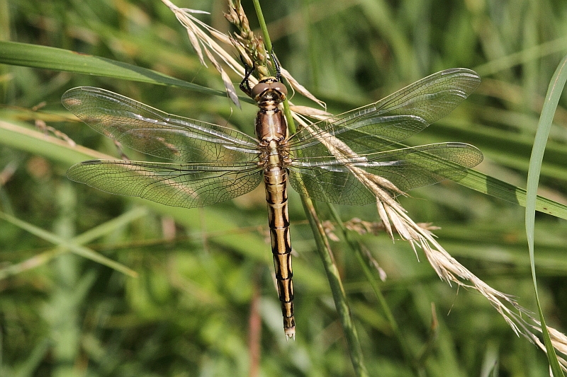 IMG_0868  Orthetrum albistylum female.JPG